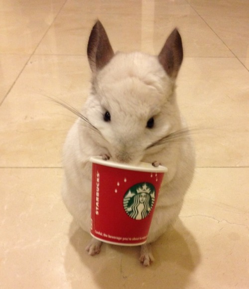 immodest-lady:thecutestofthecute:Bubu The Chinchilla cute_bubu’s Profile • Instagram