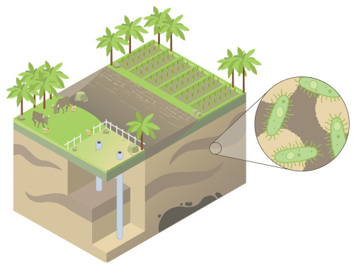 Carbon Sources in Bangladesh Wetlands (Unlabelled) | January 2016