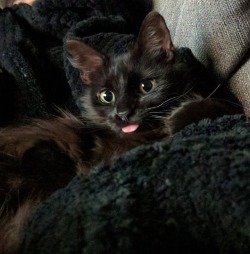 onlythestrongx3:  Blep