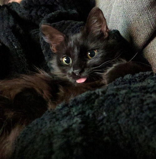 Porn onlythestrongx3:  Blep photos