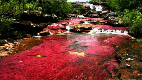 sixpenceee:    CAÑO CRISTALES RIVER (VISTAHERMOSA, COLOMBIA)  This river is known as the “river of 5 colors” (among other terms). For a brief period of time every year, the river blossoms in a vibrant explosion of colors. During the short span between
