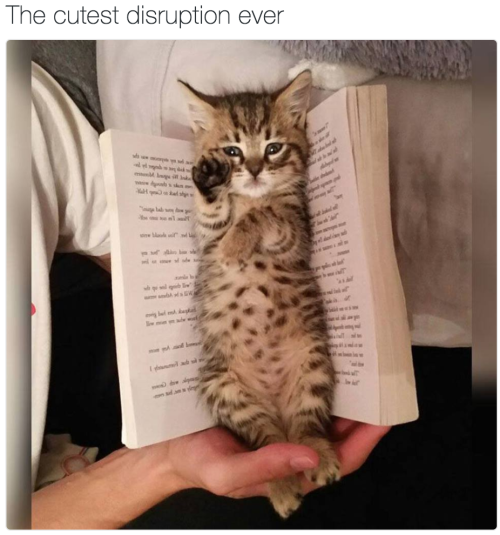 babyanimalgifs:more animal posts?a real snugglebook!