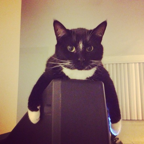 fuckyeahcats: Lucie and her brother Oliver always find the best places to sit. Follow them at h