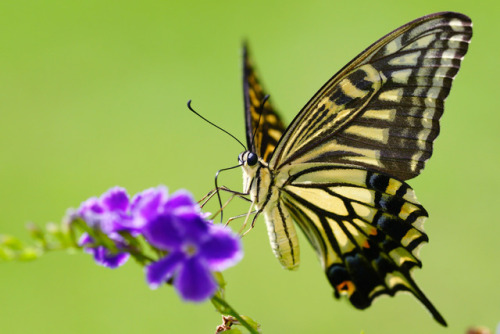 ainawgsd: Xuthus Swallowtail Papilio xuthus, the Asian swallowtail, Chinese yellow swallowtail or Xu