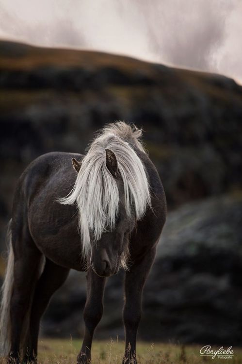 scarlettjane22:Ponyliebe Fotografie by Ann-Christin Vogler