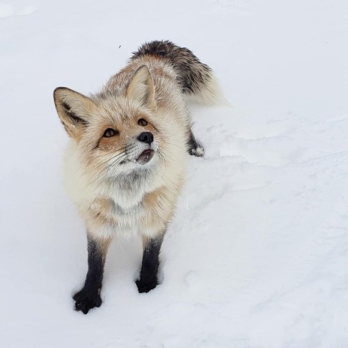 Playing in Snow  Mikdolittle’s Animals