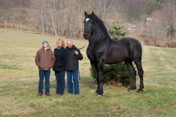 deducecanoe:  draftmare:  Now this is a horse. He stands 19 hands high and currently is the Percheron supreme world champion! by lisa sulaiman on Flickr.  This horse is not a real horse. it is made up of seventeen tinier horses in a horse costume. 