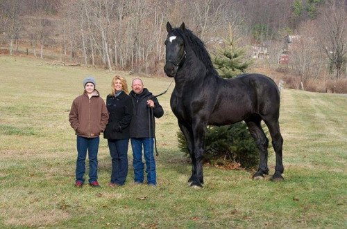 XXX deducecanoe:  draftmare:  Now this is a horse. photo
