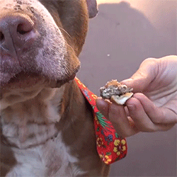 moon-burner:  barbells-and-sirens:  huffingtonpost:  The animal rescue group Bill Foundation helped an abandoned dog learn how to love again. Watch the inspiring video here.   omg my heart  Ohohoh what a sweet face. Oh my heart. I just want to hug him