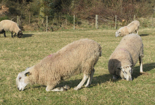 Foot rot in SheepFootrot, also known as “infectious pododermatitis”, “Interdigital necrobacillosis”,