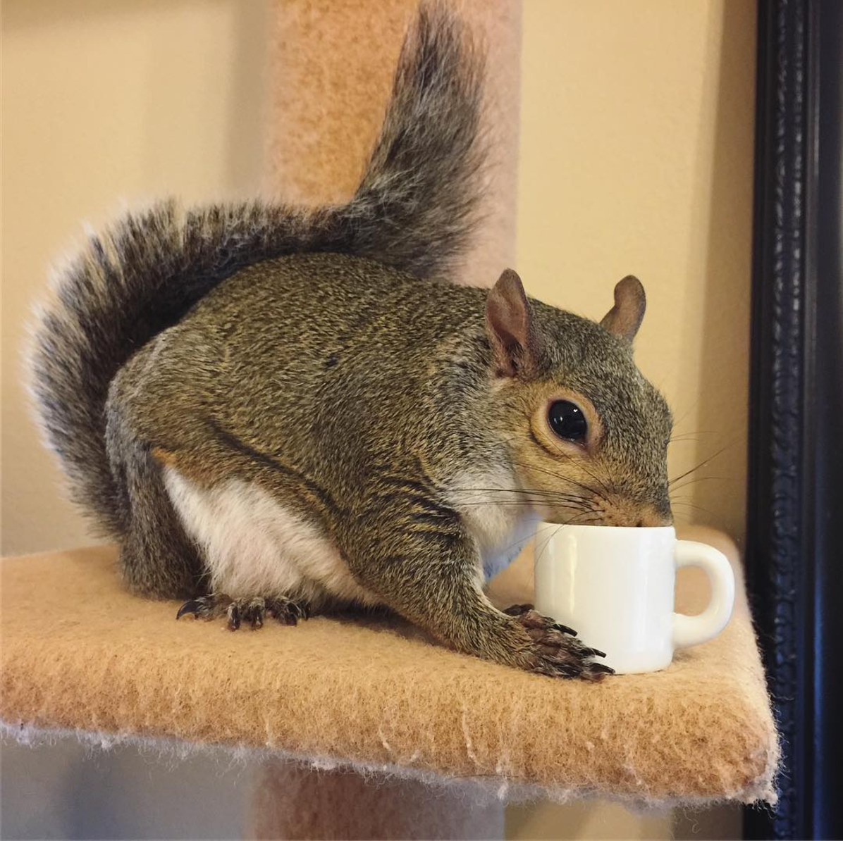 archiemcphee:  Happy National Coffee Day! We love Jill the Squirrel (previously featured