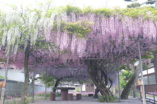 ebiyuka: 今年は満開のピンクの藤を見ました。 紫や白とのグラデーションがとっても綺麗でした。