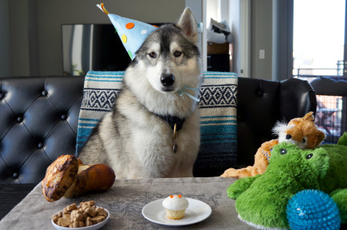 borisandtasha: Happy 2nd birthday, Boris!