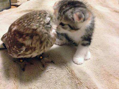 cats-are-the-cutest-things-ever:tiny kitten and tiny owl 