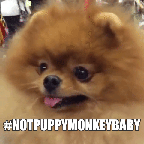 Notes From The Phone Why Puppymonkeybaby Totally Works Besides Being