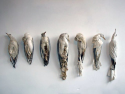  Jane Howarth - The Ladies (2012) - A collection of 1930s taxidermy sea birds and junk jewelry “Glamorous ladies discard their fashions and their adornments and head for the seduction of the shimmering surf and shingle. Upon their distraction scavenger