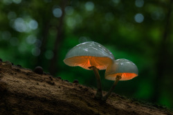 euph0r14:  macro | space mushrooms | by LACHEND