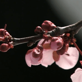 cherry blossom blooming gif