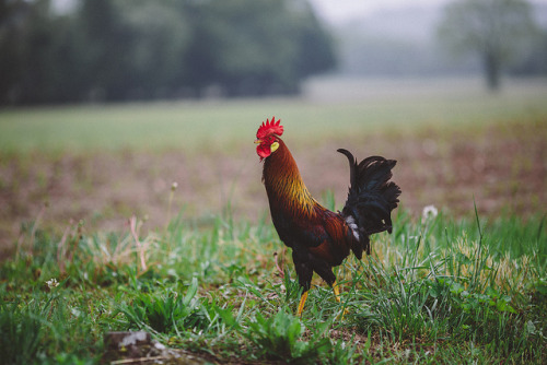 Rooster on Flickr.This is a Rooster. in Myerstown, PA