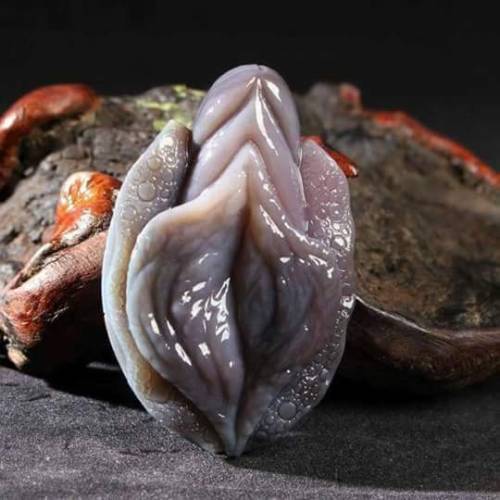 witchnexxx69:Who knows the exact name of this shellfish?