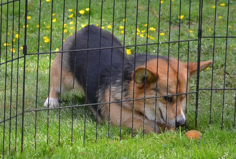 brisa-no-para-brisa:  eu versão cão 