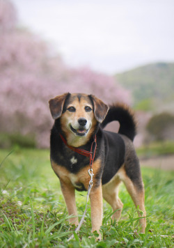 Porn gdmtblr:The Breath of SpringWeeping cherry photos