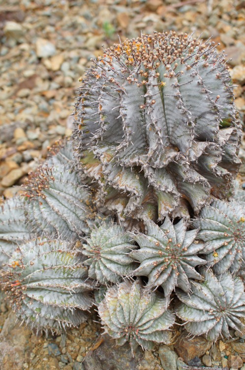 flora-file:Euphorbia horrida (by flora-file)