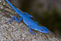 rhamphotheca:  Female Gorgona Island Blue