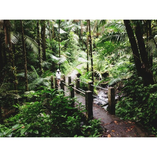 martinabcdefg:  Big Tree Trail