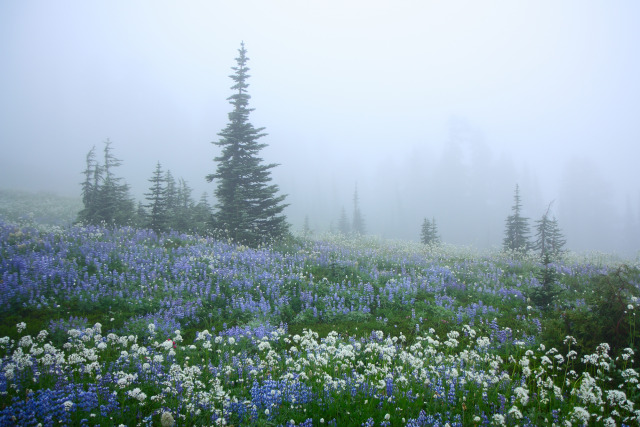 Wildflowers in Fog, Mount Rainier by Lazgrapher