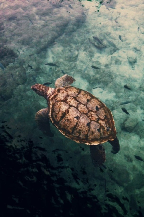 Turtle | by: { Michelle Lartigue }