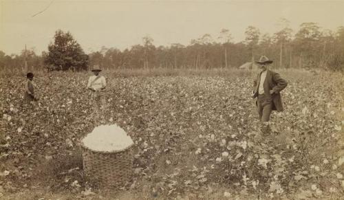 (AFRICAN AMERICANA) Pair of young women cotton pickers in...