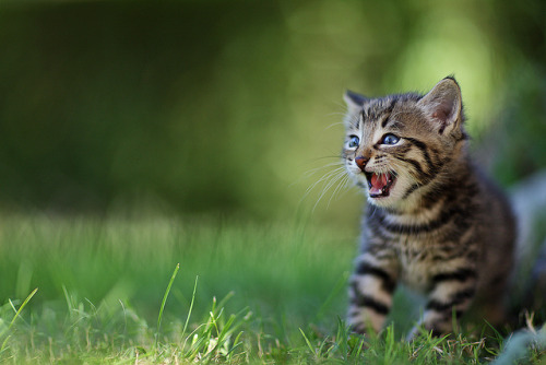 meow.