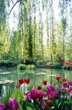 audreylovesparis:  Claude Monet’s gardens, Giverny, France