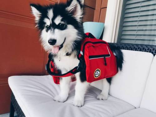 awwww-cute:  I bought my malamute puppy a hiking pack, it doesn’t quite fit him yet (Source: http://ift.tt/2uVDNew)
