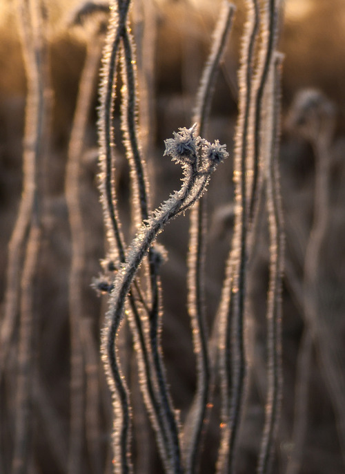 dennybitte:  frosty morning by Denny Bitte 