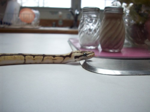 wheremyfeetfall:funnybonesexotics:What better way to kick off my new reptile blog than by introducin