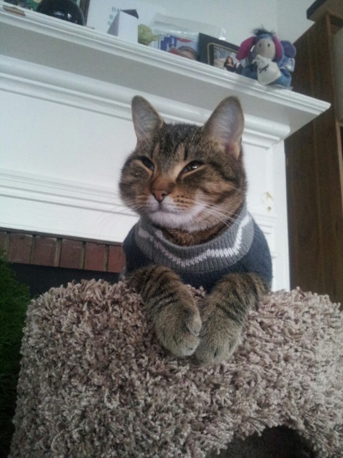 ohnoagremlin: ishimooru: tesla took a nap in his sweater i love when sleepy cats open their eyes but