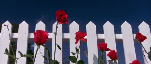 ozu-teapot:  Blue Velvet | David Lynch | 1986