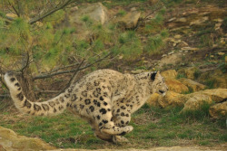 Snow Leopard Running (by Ami 211)