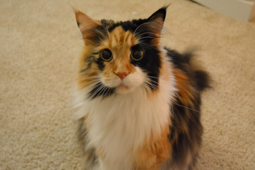 alyphotographie:guys look at my kitty