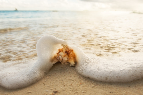 ponderation:Shell On Beach by Dale JohnsonPhotographer’s: instagram | smugmug | youtube