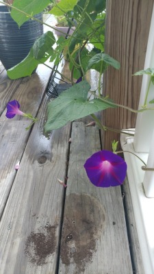 The Morning Glories Are Still Out.