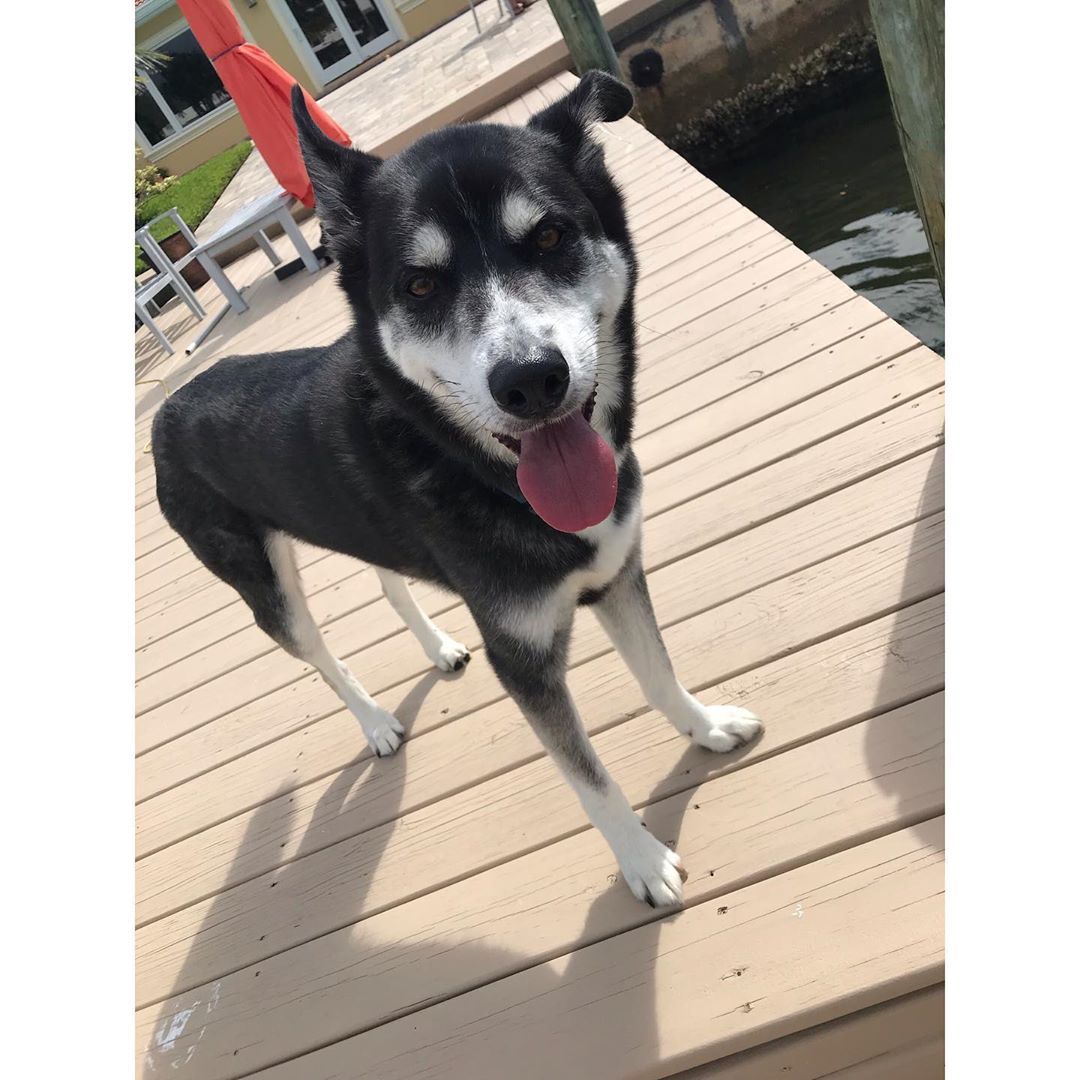 My boy came to visit me from ATL😜    #mikomarmes #leighbeetravel #husky #dogsofinstagram