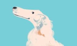 everydaylouie: borzoi