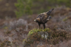 avianeurope:  Golden Eagle (Aquila chrysaetos) »by SteveMcLaren (1|2) 