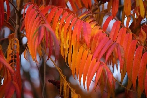 Staghorn Sumac / Essigbaum, Hirschkolbensumach (Rhus typhina)