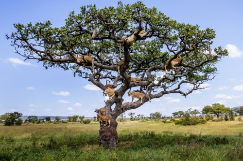 Porn photo yburesque:  This is a lion tree. It’s where