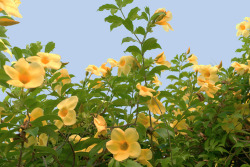 ramjam-view:  Allamanda / 黄蝉花 / アリアケカズラ &gt;  flickr Ver.