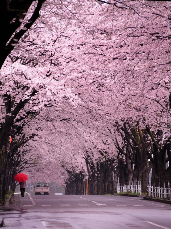 daddiekyle:  vicloud:For this reason I love Japon @deafkinkygirl.. i know you love
